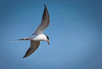 Fototapeta premium Common Tern (Sterna hirundo) in flight against a clear blue sky, Long Point, Ontario, Canada.
