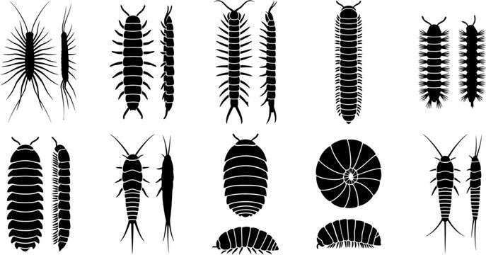 Centipede and Millipede Black Silhouette Icons