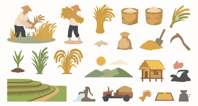 Rice Plant Harvest Vector Set with Golden Grain Field Farming Illustrations