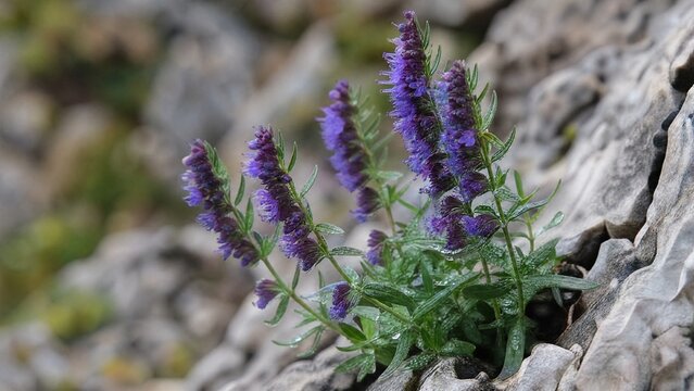 hyssop. Purple hyssop flowers growing from limestone cracks with morning dew. gardening catalogs, home-decor guides, designed for gardening and botanical catalogs.