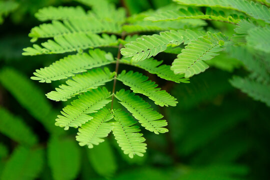 close up of green leaves