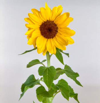 Perfect yellow sunflower with green leaves on a white background