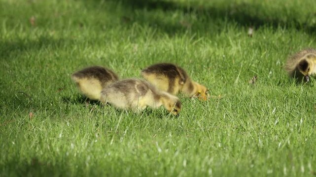 Fluffy yellow-green Canada goose goslings graze and peck at fresh green grass in soft natural daylight, perfect for spring and wildlife themes.