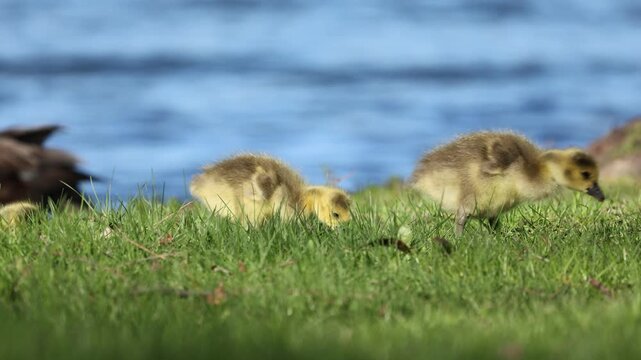 Fluffy goslings feed on grass with a calm lake visible in the background, capturing a classic peaceful spring waterfront wildlife scene.