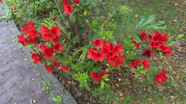 満開の真っ赤なツツジの花の蜜を吸う大きな黒い蝶（クロアゲハ）
