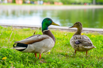 Male and female mallard duck standing together on green grass near pond in summer park, wildlife pair nature concept. © Masarik