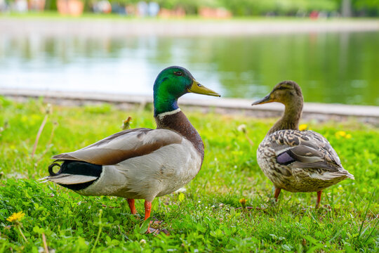 Male and female mallard duck standing together on green grass near pond in summer park, wildlife pair nature concept.