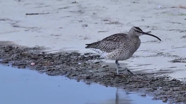 Whimbrel bird with long curved beak standing by the waters edge