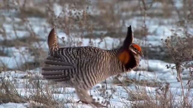 Greater prairie chicken displaying on the lek in a snowy field