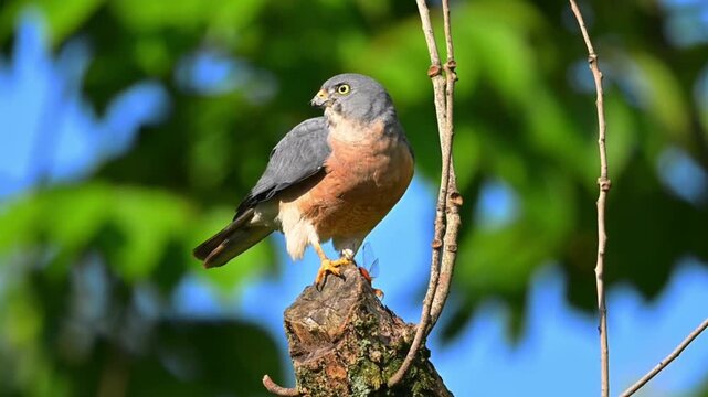 A besra bird of prey perched on a tree stump with a captured insect