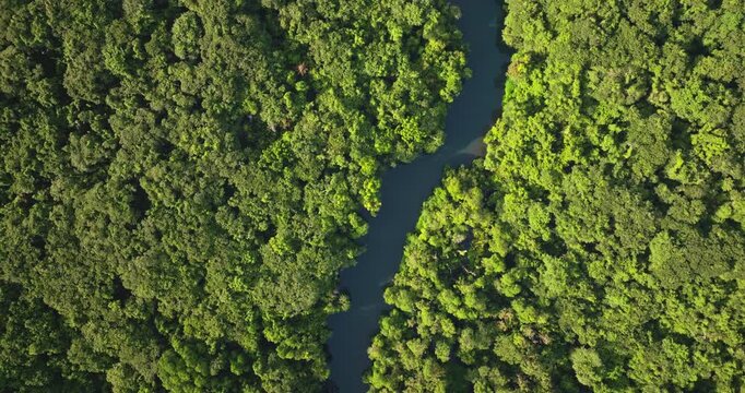 Lush green jungle forest and winding river flowing through the tropical wilderness, showcasing natural beauty and environmental preservation on Solomon Islands. Aerial view top down drone flight