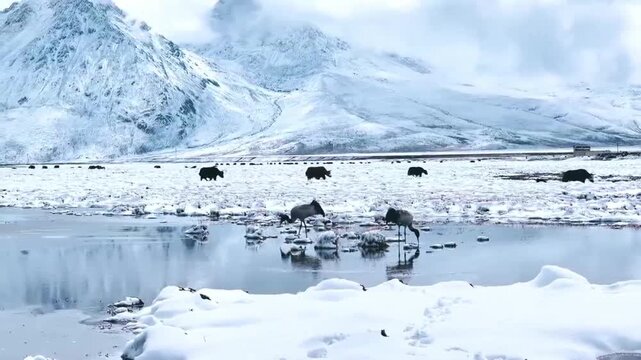 Blacknecked cranes and yaks in a snowy landscape in the tibetan plateau