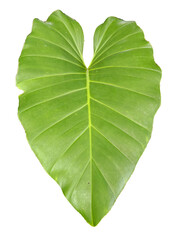 Heart Shape Green Philodendron Leaf Isolated on White Background PNG © ryan