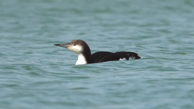 A common murre swimming in the open sea