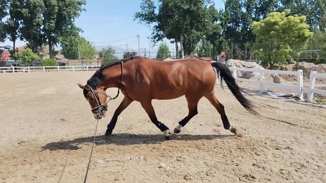 Bay horse trotting in a round pen during training session