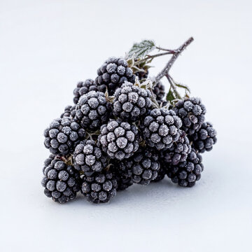 Professional photo of rich cluster of blackberries with textured drupelets and natural shine