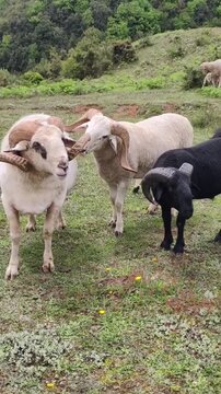 Group of rams grazing on a green hillside pasture