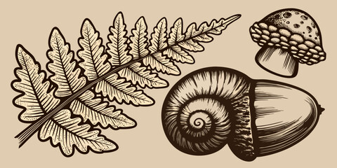 Vintage botanical illustration of fern acorn and mushroom © Raben
