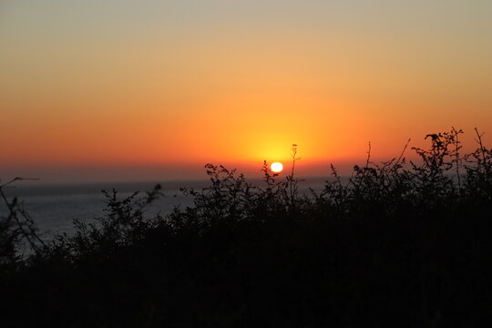 Sunset By Oceanside Shrubbery 