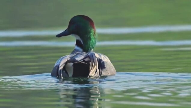 Male falcated duck swimming on calm water in a pond