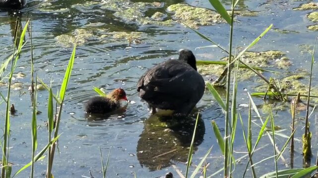 Eurasian coot with its colorful chick swimming in a pond