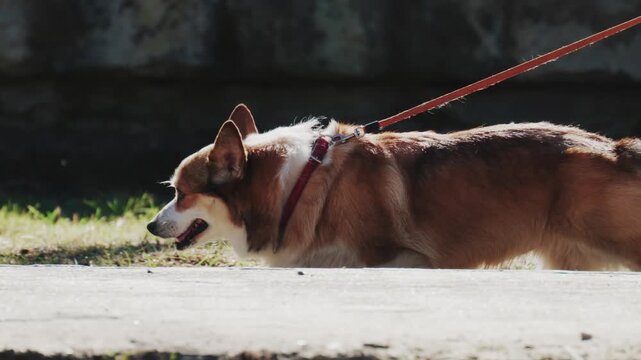 Pembroke welsh corgi dog walking on red leash outdoors in sunlight during daytime cinematic footage.