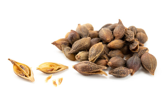 Chinese Shanxi Produced Chinese Medicinal Material Qinglianqiao White Background