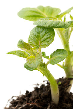 Sprouted Potato Root, Stem, Seedling and Leaf