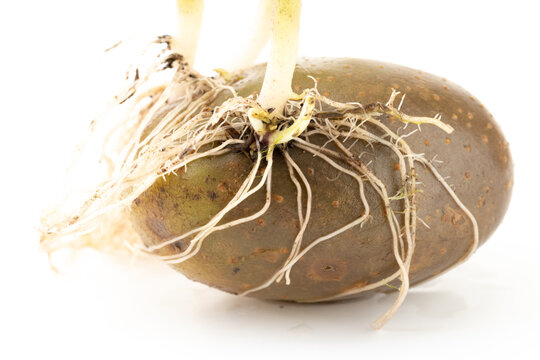 Sprouted Potato Root, Stem, Seedling and Leaf