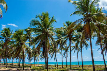 Fototapeta premium Coconut Palm Grove with Ocean View