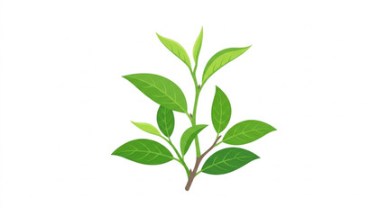 Obraz premium Fresh green tea leaves sprout isolated on white background