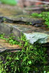 Fototapeta premium Hymenophyllum barbatum and moss growing on weathered rock crevices with fine erosion texture and moisture, extreme shallow depth forest micro habitat, Yilan Taiwan study.