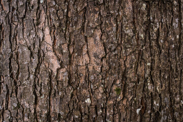 Fototapeta premium Weathered Brown Tree Bark Texture with Rugged Scaly Surface