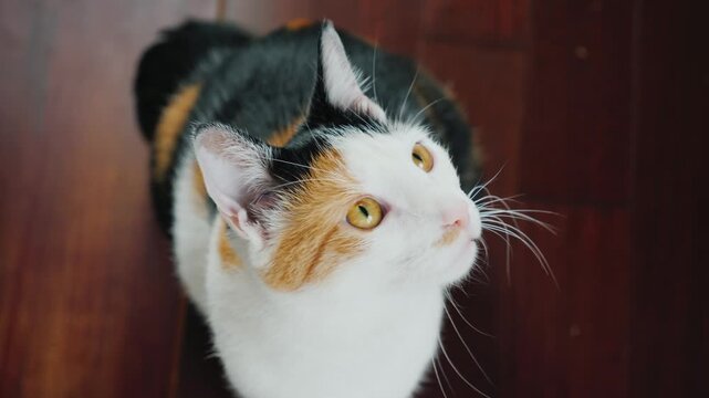 Calico cat sitting on wooden floor looking around attentively in high angle view.