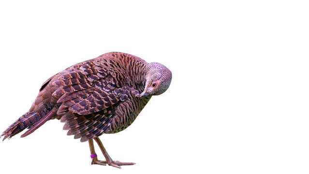 isolated of female lady amherst pheasant preening, close up of female pheasant