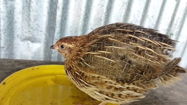 Japanese quail displaying aggressive behavior with puffed up ruffled feathers showing anger in a close up shot