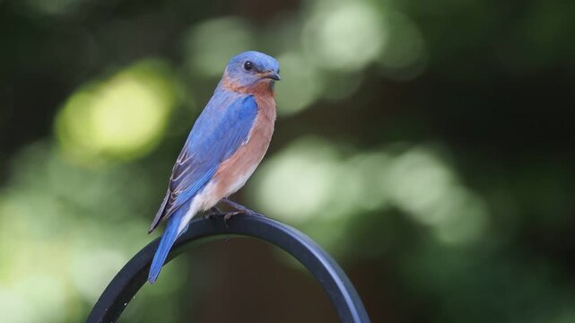 male eastern bluebird (Sialia sialis) in spring