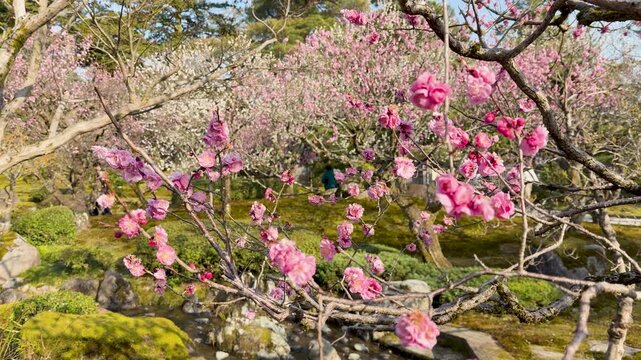 Pink Plum Blossoms Blooming in Kenrokuen Garden Kanazawa Japan