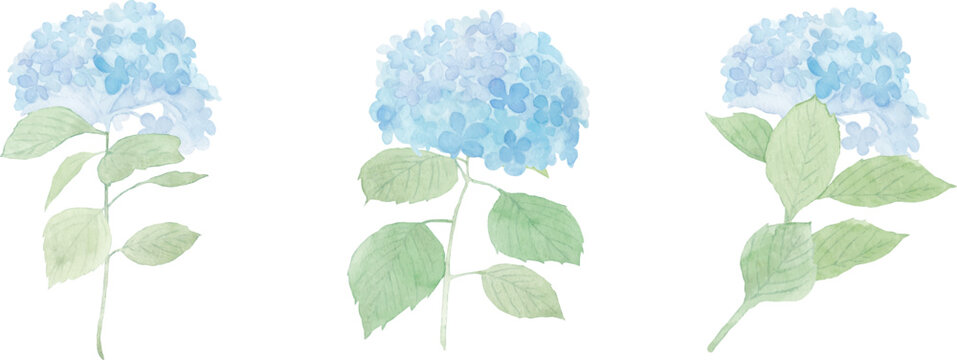 水彩で描いた紫陽花のベクターイラスト