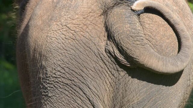 Close Up Back View of Asian Elephant Tail Swishing in Sunlight
