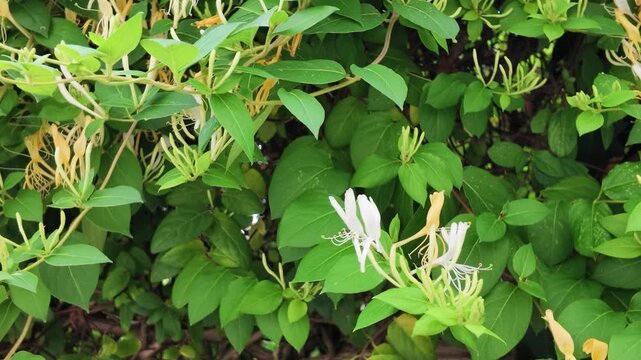 Japanese Honeysuckle Lonicera Japonica Blooming in a Summer Garden