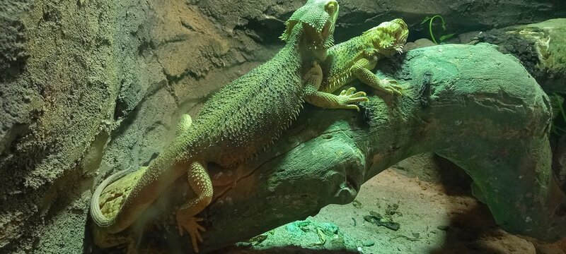 Couple of ocellated lizards (Timon lepidus) standing on a rock. Male and female reptiles mating. 