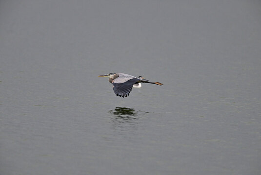 A  great blue heron (Ardea herodias) flying over freshwater lake at Manteca, California