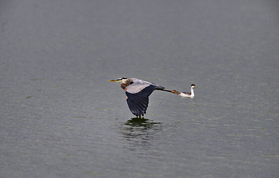 A  great blue heron (Ardea herodias) flying over freshwater lake at Manteca, California