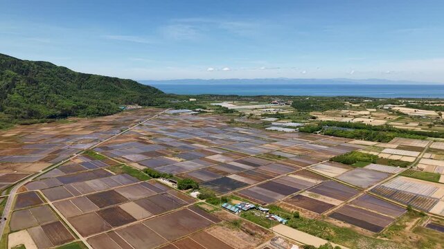 青い海と佐渡島が見える新潟市の春の水田