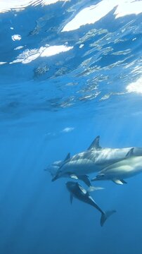 Large pod of common dolphins swimming through crystal clear blue water with juvenile dolphins in the ocean, Australia.