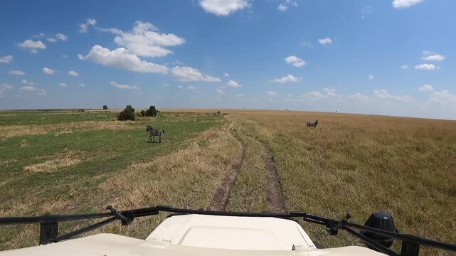 A head-mounted camera captures a safari drive through Masai Mara National Reserve, Kenya.