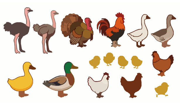 Farm birds vector set ducks chickens turkey rooster ostrich illustration