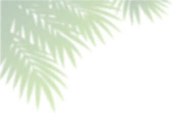 Fototapeta premium Realistic Eucalyptus Branch and Round Leafy Foliage Shadow Overlay Effect on White Wall, Aesthetic Summer Sunlight Botanical Shadow, Abstract Natural Plant Shadow Overlay