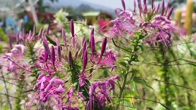 Cleome hassleriana flowers blooming with delicate spider-like petals and tall stems, creating an elegant ornamental display in a colorful garden setting